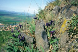 Typickým biotopem kosatce bezlistého (Iris aphylla) na vulkanických kopcích jsou skalní stepi, jak je vidět na záběru z jižního úbočí Hazmburku. 
Foto M. Studnička / © Photo M. Studnička