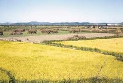 Kulturní krajina v Koreji odpovídá agrární krajině, ve které převažují rýžová pole rozdělená úzkými mezemi. Foto J. Kolbek / © J. Kolbek