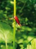 Červenáček pilorohý (Pyrochroa serraticornis) je vzácnější a lokální příbuzný červenáčka ohnivého. Je vázaný na listnaté lesy v nivách  našich největších řek. Foto J. Horák