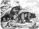 Rytina poněkud romantizující  představu života medvědí rodiny.  Podle: Compendium der Jagdkunde,  Christof Liebich (Vídeň 1855)