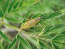 Nosatce rýhonosce zeleného (Lixus  iridis) zastihneme v květnu a červnu na kerblíku lesním (Anthriscus sylvestris). Čerstvě vylíhlí brouci jsou poprášeni jemným žlutým pudrem, u starších jedinců bývá však zpravidla setřený.  Délka těla 11–17 mm. Foto P. Špryňar