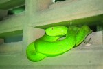 Chřestýšovec Viridovipera (dříve  Trimeresurus) vogeli byl jako nový druh popsán v r. 2001 podle jedince z Khao Yai. Foto A. Funk