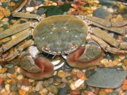 Krab říční (Eriocheir sinensis). Foto M. Štambergová / © M. Štambergová