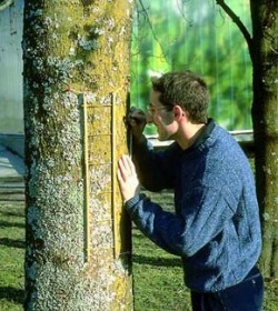 Dřevěná mřížka po přiložení na borku stromu slouží k získání dat o výskytu epifytických lišejníků metodou LDV (Lichen Diversity Value). Foto D. Svoboda / © Photo D. Svoboda