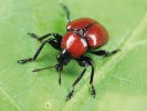 K častým průvodcům doubrav patří zobonoska dubová (Attelabus nitens). Foto F. Trnka