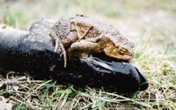 Roztúžený samec ropuchy bradavičnatej (ropuchy obecné – Bufo bufo) sa nemienil vzdať mrtvej šťuky ani po vytiahnutí z vody. Foto M. Filípek / © M. Filípek