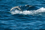 Hlava velryby jižní bývá pokryta parazitujícími korýši – podle jejich  rozmístění lze rozeznat jedince velryb.