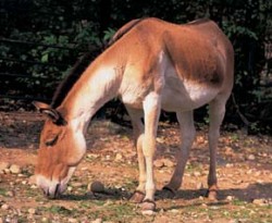 Pro kianga (Equus kiang) charakteristické červenokaštanové zbarvení kontrastuje s bílou spodinou těla, hlavy a končetin. Dokonale využívá i sebeskrovnější potravní nabídku. Foto J. Volf / © J. Volf
