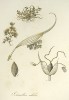 První vyobrazení puchýřky útlé (Coleanthus subtilis) v popisu rakouského botanika Leopolda Trattinicka z r. 1817. L. Trattinick původně druh pojmenoval Schmidtia subtilis. Foto M. Ducháček