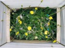 Pampeliška koksaghyz při pěstování v experimentální zahradě (úprava pro kontrolované křížení v klecích z monofilu). Foto T. Černý