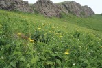 Vysokobylinné nivy s dominantním zastoupením kamzičníku velkolistého (Doronicum macrophyllum) na svazích hory Ijevan na severovýchodě Arménie. Foto E. Ekrtová a L. Ekrt