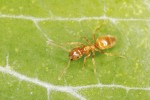 Dělnice druhů sledovaných míst – mravenec žlutý (Lasius flavus). Foto V. Souralová