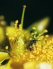 Včela sbírající pyl z prašníků  třezalky H. roeperianum. Foto Š. Janeček a R. Tropek