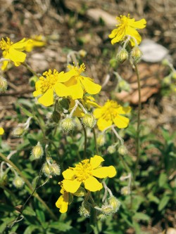 Devaterník šedý (Helianthemum canum) roste v České republice pouze  na vápencích Českého krasu a ostrůvkovitě na opukách v roudnickém Polabí. Foto P. Špryňar