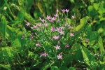 Zeměžluč spanilá (Centaurium  pulchellum) – drobná rostlina, která bývá ozdobou různých typů efemérních mokřadů. Foto R. Němce