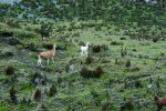 Lamy nepatří mezi původní druhy fauny severních And, dostaly se sem  až s příchodem Inků. Oproti skotu pošlapem nenarušují strukturu půdy a tak  jen málo ovlivňují ekosystém párama.