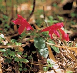 K nejnápadnějším květům patagonských deštných lesů patří endemit monotypického rodu Asteranthera ovata z čel. podpětovitých (Gesneriaceae): jsou až 7 cm dlouhé. Foto J. Čeřovský / © J. Čeřovský