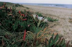 Na středomořském břehu u známého tuniského letoviska Hammamet nemá lír přímořský (Pancratium maritimum) velkou šanci na přežití. Přirozené rostlinstvo tu potlačuje cizorodý a invazní kosmatovník jedlý (Carpobrotus edulis), navíc poslední zbytky nenarušeného pobřeží pohlcuje výstavba nových hotelů a pláží. Foto J. Čeřovský / © J. Čeřovský