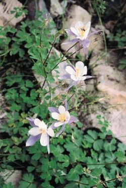 Orlíček Aquilegia coerulea – symbol horalů Skalnatých hor. Foto P. Kovář / © P. Kovář