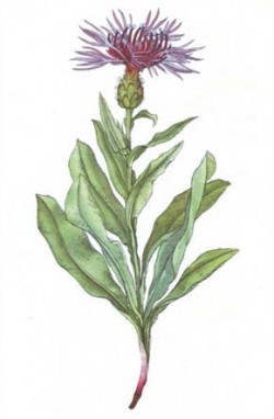 Chrpa chlumní (Centaurea axillaris), Rostliny 2. F. A. Nováka. Obr. K. Svolinský