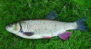 Jelec tloušť (Squalius cephalus)  často slouží jako bioindikátor vlivu  znečištění vody na ryby ve středních a dolních úsecích toku. Foto T. Randák