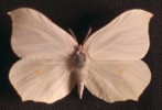 Samice žluťáska řešetlákového ve viditelném světle (svrchní strana křídel). Foto P. Pecháček
