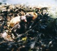 Čerstvě vylíhlá mláďata potápky malé (Tachybaptus ruficollis) na hnízdě. Foto J. Sychra