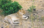 V posledních 20 letech se stav lvů (Panthera leo) ve volné přírodě snížil o 30 %, takže dnes tuto šelmu považujeme v celosvětovém měřítku za zranitelnou. Izolovaná západoafrická populace je již bezprostředně ohrožena vyhubením. Areál rozšíření lva se na jih od Sahary zmenšil na pětinu původní rozlohy.  Na snímku lvice v keňské národní rezervaci Masai Mara. Snímky J. Plesníka