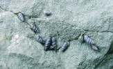 Ovsenka skalní (Chondrina avenacea) je trvale adaptovaná k životu  na vápencových skalách. V lomu Solvay v Českém krasu žije jedna z nejsilnějších populací u nás. Foto L. Juřičková