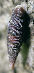 Celkový pohled na ulitu řasnatky žebernaté (Macrogastra latestriata). Ulita mívá výšku 13–15 mm a šířku okolo 3,5 mm. Typické je rudohnědé zbarvení a silná žebra. Foto Michal Horsák