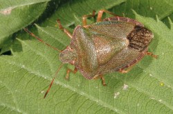 Postupná změna zbarvení kněžice trávozelené (Palomena prasina)  ve venkovním insektáriu. Podle vlastních  pozorování se zdá, že přebarvující se jedinci žijící na břízách nemají tendenci vyhledávat obdobně zbarvené listy.  Snímky L. Hanela