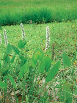 V bažinách je běžná modráska srdčitá (Pontederia cordata). Foto R. Slaboch / © R. Slaboch