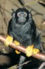 Tamarín žlutoruký (Saguinus midas) se zlatavě zbarvenýma rukama  a „vytahanýma“ ušima je živoucím  ztělesněním pověsti o králi Midovi. Foto M. Kořínek