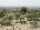 Suchá keřovitá savana – příklad typického biotopu gekončíka  Holodactylus africanus v okolí města Sheikh (Somaliland). Foto T. Mazuch