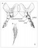 Srovnání přední končetiny zástupců: A – lalokoploutvých ryb (Crossopterygii; Eusthenopteron foordi), pohled shora (podle: E. Jarvik 1980); B – dvojdyšných (Dipnoi; bahník australský – Neocera­todus forsteri), pohled z boku  (podle: R. Semon 1898)