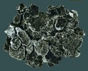 Destičky krystalů tmavé slídy biotitu umožnily fyzikální metodou stanovení přesného stáří 31–32 milionů let. Foto O. Fejfar