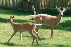 Jelenec běloocasý (Odocoileus  virginianus) má největší areál rozšíření z amerických jelenovitých. V minulosti byl introdukován do Evropy, kde dodnes žije na několika místech volně (včetně České republiky). Foto R. Kotrba