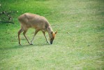 Srnčík čínský (Hydropotes inermis inermis) v Zoo Whipsnade v Anglii.  Je jediným příslušníkem celé čeledi,  kterému chybějí parohy. Foto J. Pluháček