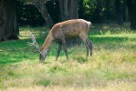 Vzácný jelen bucharský (Cervus  yarkandensis bactrianus) ze Střední Asie, jehož evropskou plemennou knihu  zpracovává Zoopark Chomutov. Foto J. Pluháček