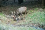 Sambar indický (Rusa unicolor) v národním parku Ranthambore, Indie. Foto J. Pluháček