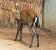 Muntžak hnědý (M. feae) se vzácně vyskytuje v horách na pomezí Thajska, Barmy a Laosu. Velmi zřídka ho najdeme v zoologických zahradách – podle mezinárodní databáze ISIS nyní žije pouze  ve dvou zoo v Thajsku. Foto P. Čolas