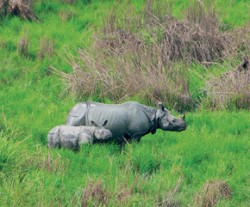 Matka s mládětem nosorožce indického (Rhinoceros unicornis) v NP Kaziranga. Nejčastější příčinou úhynu mláďat nosorožců v tomto národním parku je predace tygrem. Foto J. Pluháček / © J. Pluháček