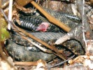 Kopulace užovek podplamatých  na zemi v hromadném seskupení  jedné samice a čtyř samců. Foto J. Moravec