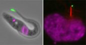 Cell Motility