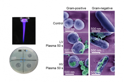 The interplay between biological and physical scenarios of bacterial