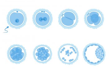 Jak se liší embrya od somatických buněk (článek Mgr. Heleny Fulkové, Ph.D. publikovaný v časopise Biochemical Society Transactions)