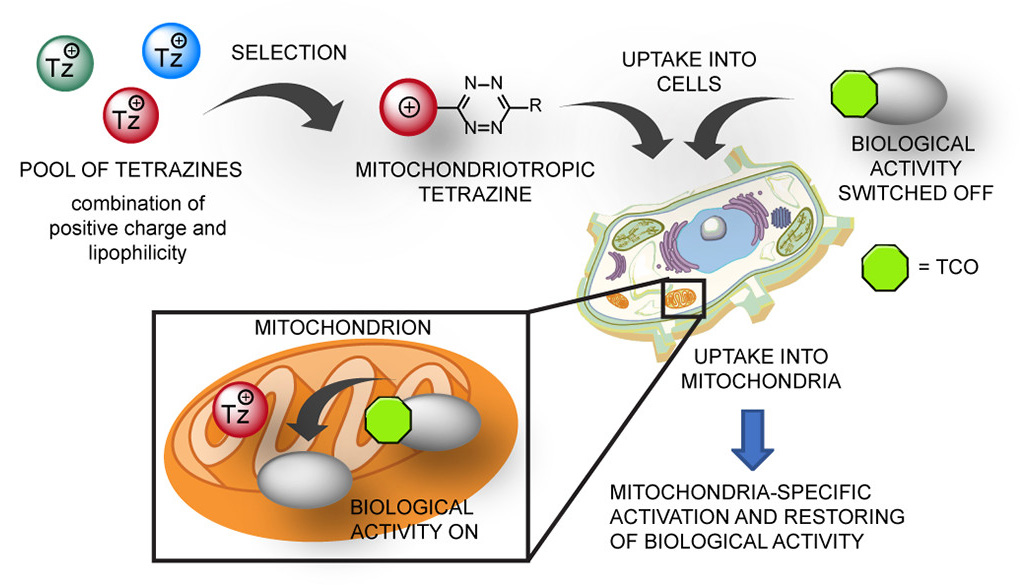 Organelle-specific prodrug activation