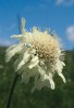 Hlavatka obrovská (Cephalaria gigantea) rozkvétá na přelomu června a července na horských loukách  a ve vysokobylinných nivách. Foto E. Ekrtová a L. Ekrt