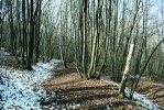 Dva pozůstatky tradičního lesnictví v NPR Děvín (Pálava) – přestárlá pařezina a úvozy dvou hospodářských cest