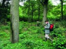 Klasik historicko-ekologického výzkumu lesů Oliver Rackham obhlíží  čerstvě smýcenou plochu ve středním lese. Hayley Wood, východní Anglie